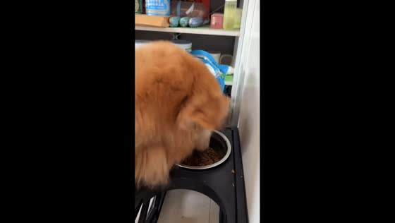 Golden Retriever devours kibble eagerly in Henan, China