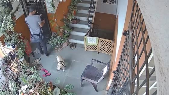 Pug accidentally follows owner outside and gets carried back indoors in Bengaluru, India