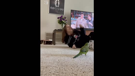 Watch as a sneaky parrot pranks his owner In Atlanta, GA!