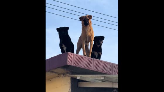 Dogs spotted standing on a roof in Shandong