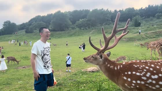 Sika deer appears to bow after being fed at Baiyun Mountain Park in Dalian, China