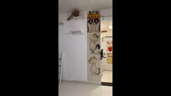 Cats climb wall to shelves in Hunan, China