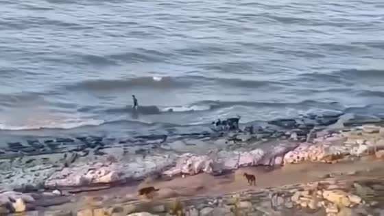 Brave child outsmarts pack of stray dogs, escapes tragic fate in Makhachkala chase