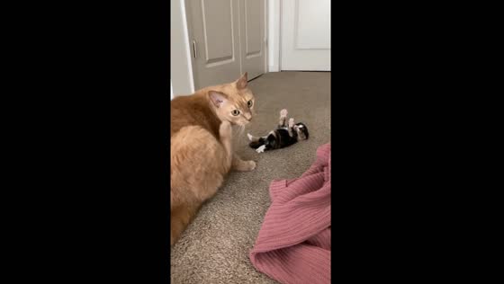 Playtime plea: kitten's adorable attempt goes unheeded