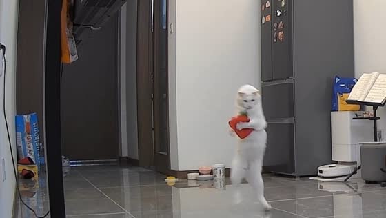 Playful cat stands on hind legs to bat at dangling pouch in Jiangsu, China