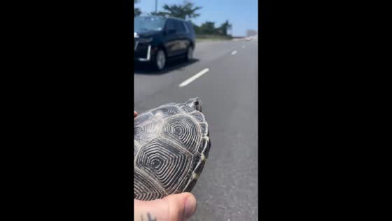 Turtle rescued while trying to cross Brigantine Bridge, New Jersey, USA