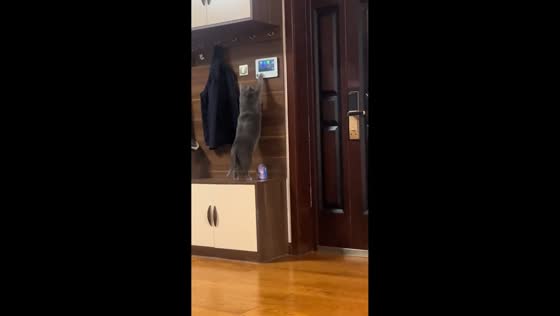 Cat repeatedly taps doorbell monitor in Henan, China
