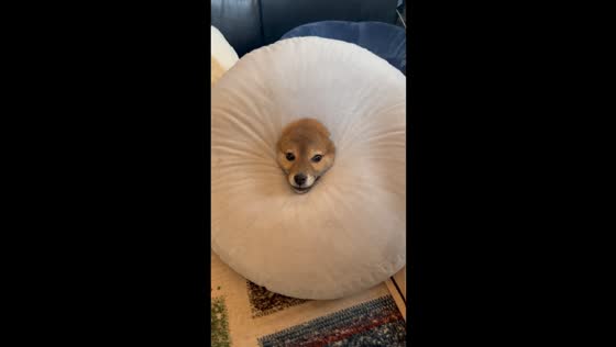 Dog gets stuck in donut pillow, creates adorable struggle