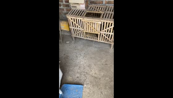 Cat adorably stays beside eggs as if guarding them in Yogyakarta, Indonesia