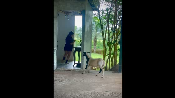 Person playfully chased by lambs in Las Tablas, Panama