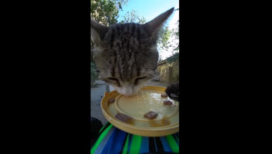 Fierce feeding frenzy: street cat's growls guard its precious meal in Aktau, Kazakhstan